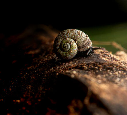 The Garden Snails, Arrival of The Five